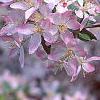 Malus floribunda, flowers