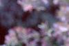 Malus floribunda, flowers