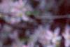 Malus floribunda, flowers