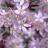 Malus floribunda, flowers