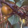 Malus floribunda, fruit