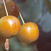 Malus floribunda, fruit