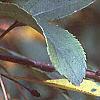 Malus floribunda, fruit