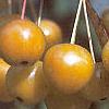Malus floribunda, fruit