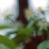 Malus 'Frettingham's Victoria', flowers
