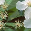 Malus 'Frettingham's Victoria', flowers