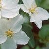 Malus 'Frettingham's Victoria', flowers
