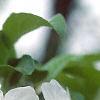 Malus 'Frettingham's Victoria', flowers