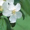 Malus 'Frettingham's Victoria', flowers