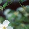 Malus 'Frettingham's Victoria', flowers