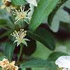 Malus 'Frettingham's Victoria', flowers