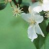 Malus 'Frettingham's Victoria', flowers