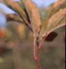 Malus 'Frettingham's Victoria', fruit