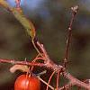 Malus 'Frettingham's Victoria', fruit