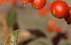 Malus 'Frettingham's Victoria', fruit