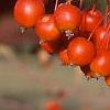 Malus 'Frettingham's Victoria', fruit
