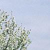 Malus 'Hargozam', habit