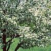 Malus 'Hargozam', habit