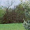 Malus 'Hargozam', habit