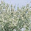 Malus 'Hargozam', habit