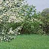 Malus 'Hargozam', habit
