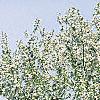 Malus 'Hargozam', habit
