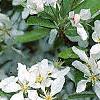 Malus 'Hargozam', flowers