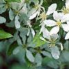 Malus 'Hargozam', flowers