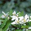 Malus 'Hargozam', flowers
