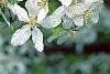 Malus 'Hargozam', flowers