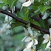 Malus 'Hargozam', flowers