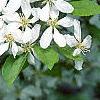 Malus 'Hargozam', flowers