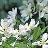 Malus 'Hargozam', flowers