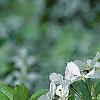 Malus 'Hargozam', flowers