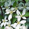 Malus 'Hargozam', flowers