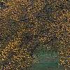 Malus 'Harvest Gold', habit