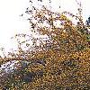 Malus 'Harvest Gold', habit