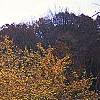 Malus 'Harvest Gold', habit