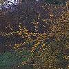 Malus 'Harvest Gold', habit