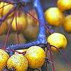 Malus 'Harvest Gold', fruit