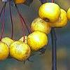 Malus 'Harvest Gold', fruit