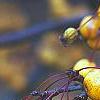 Malus 'Harvest Gold', fruit