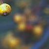 Malus 'Harvest Gold', fruit