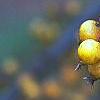 Malus 'Harvest Gold', fruit