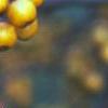 Malus 'Harvest Gold', fruit
