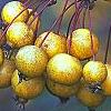 Malus 'Harvest Gold', fruit