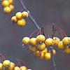 Malus 'Harvest Gold', fruit