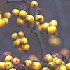 Malus 'Harvest Gold', fruit