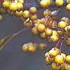 Malus 'Harvest Gold', fruit