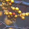 Malus 'Harvest Gold', fruit